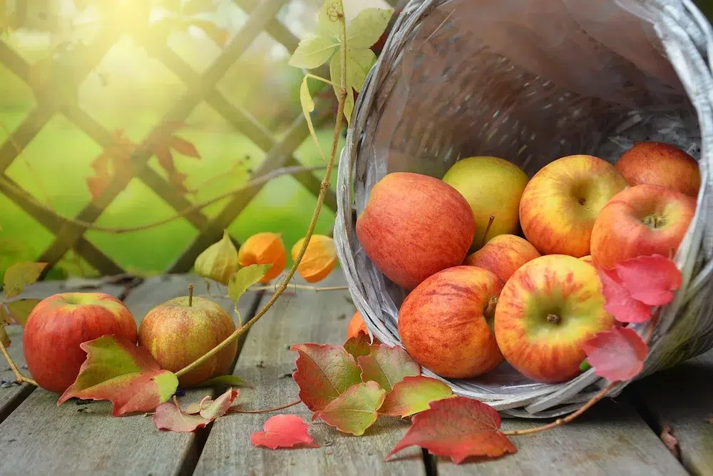 laformaciondelfuturo.com - curso de jardineria - curso de agricultura - curso de hoticultura - curso de hidroponia - curso de alimentacion - agricultura sostenible