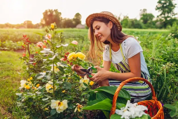 mujer-joven-recogiendo-flores-jardin-jardinero-cortando-rosas-podadora-trabajos-jardineria-verano- laformaciondelfuturo.com-Cursos de jardinería y horticultura